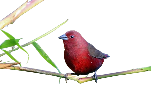 Ilustrasi Burung